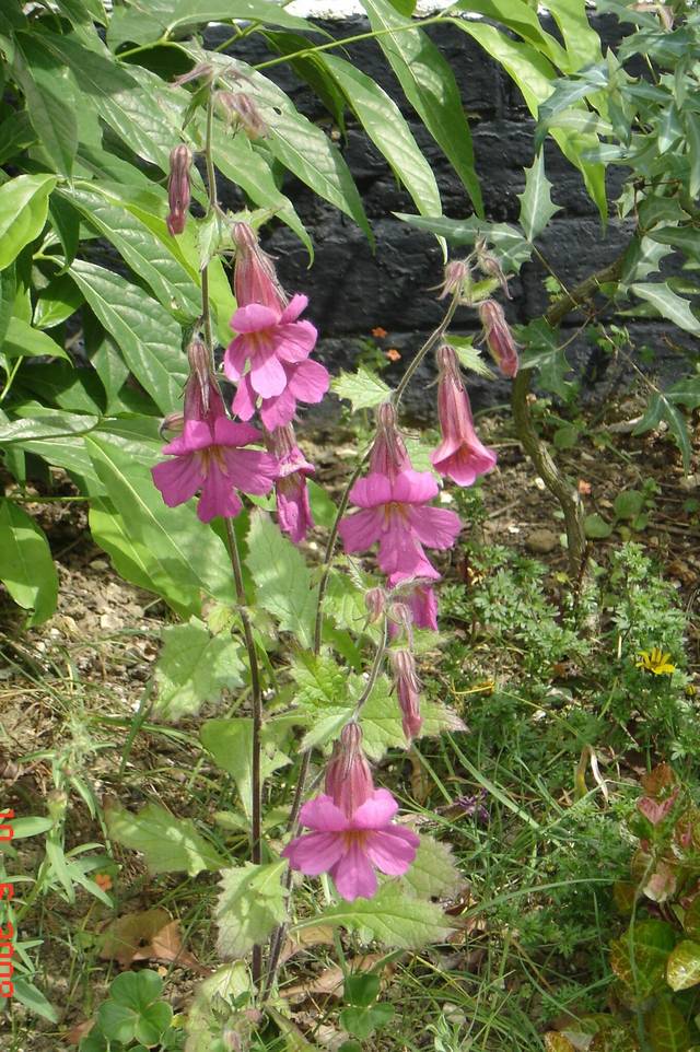 Digitale de Chine, Rehmannia elata