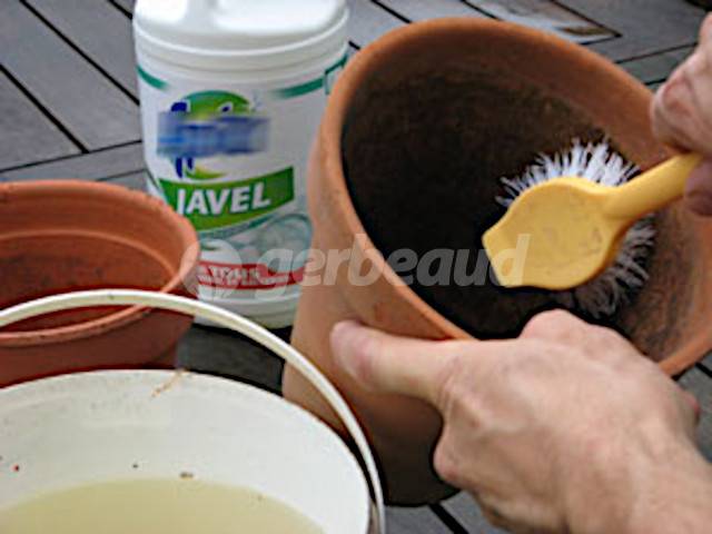 Nettoyage d'un pot avant rempotage