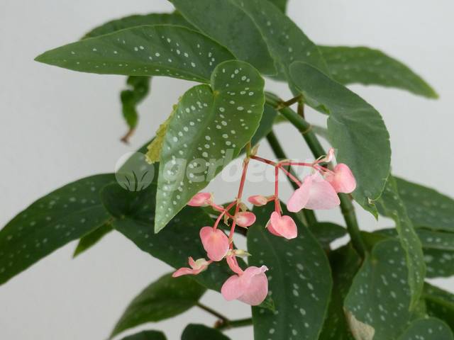 Tamaya, bégonia bambou, Begonia maculata : culture et entretien