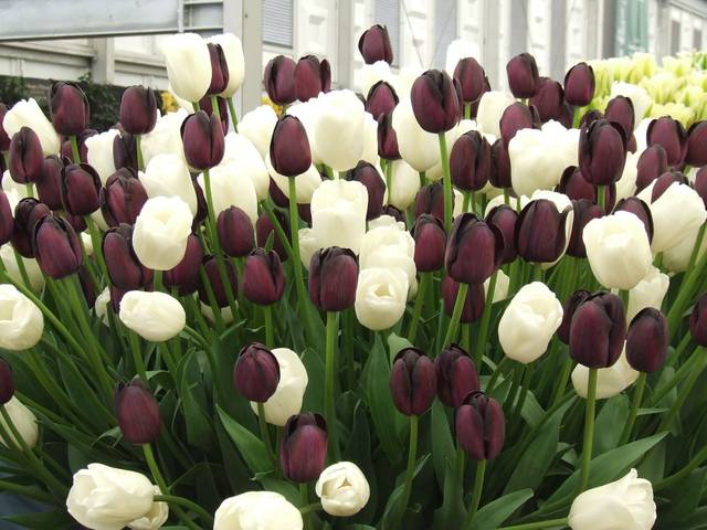 Tulipes noires et blanches