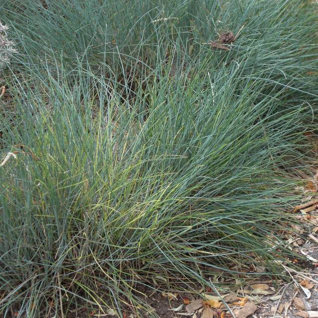 Festuca glauce 'Elihja Blue' - Flickr Andrey Zharkikh