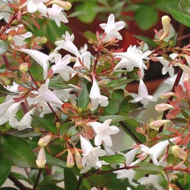 Abelia grandiflora - fleurs