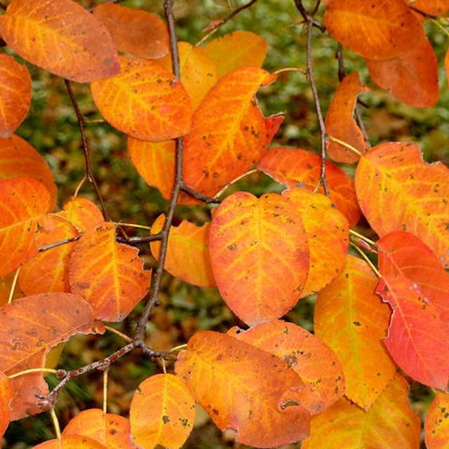 Amelanchier - feuillage d'automne