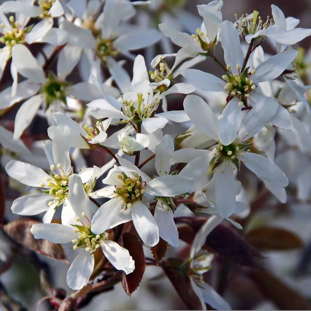 Amelanchier - fleurs - Image par DEZALB de Pixabay 