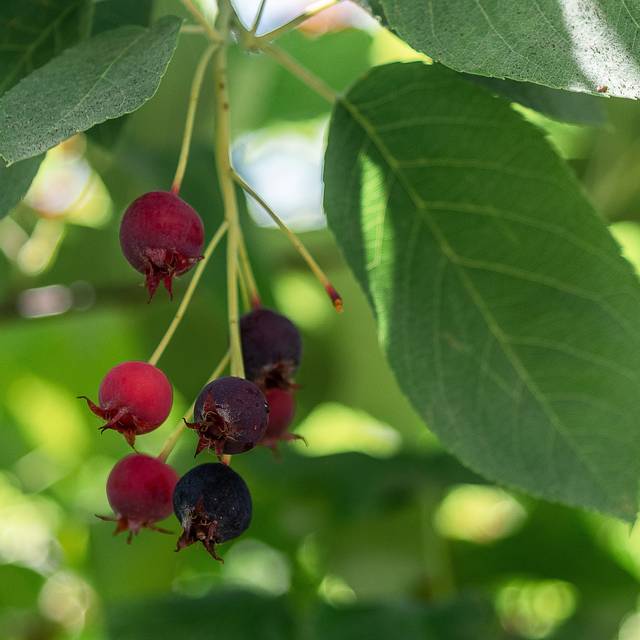Amelanchier - fruits - Image par Michaela Wenzler de Pixabay 