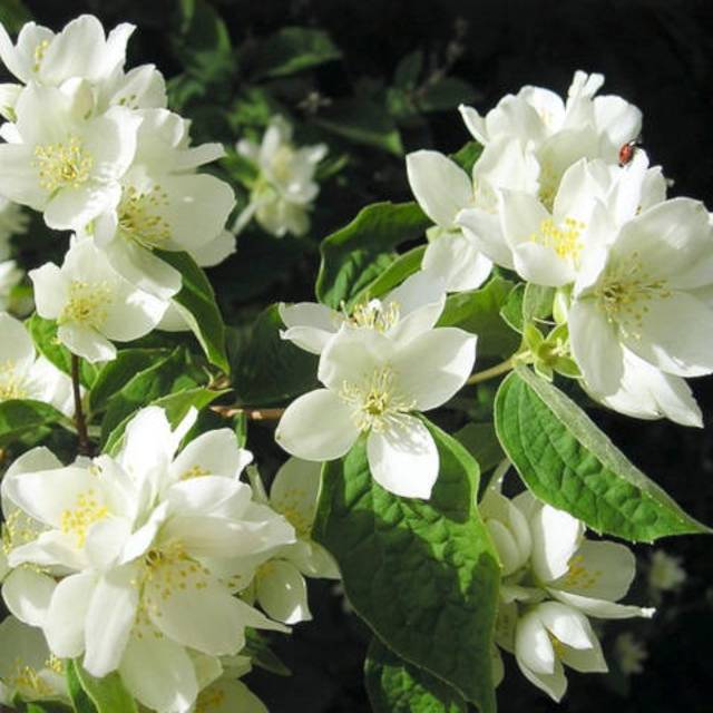 Philadelphus coronarius - fleurs