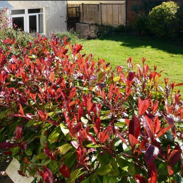 Photinia Red Robin - Haie