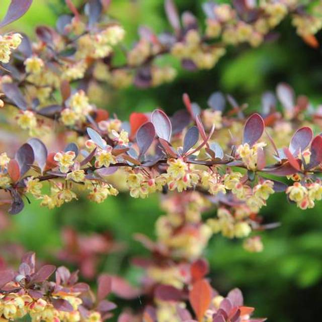 Berberis ottawensis Auricoma en fleurs