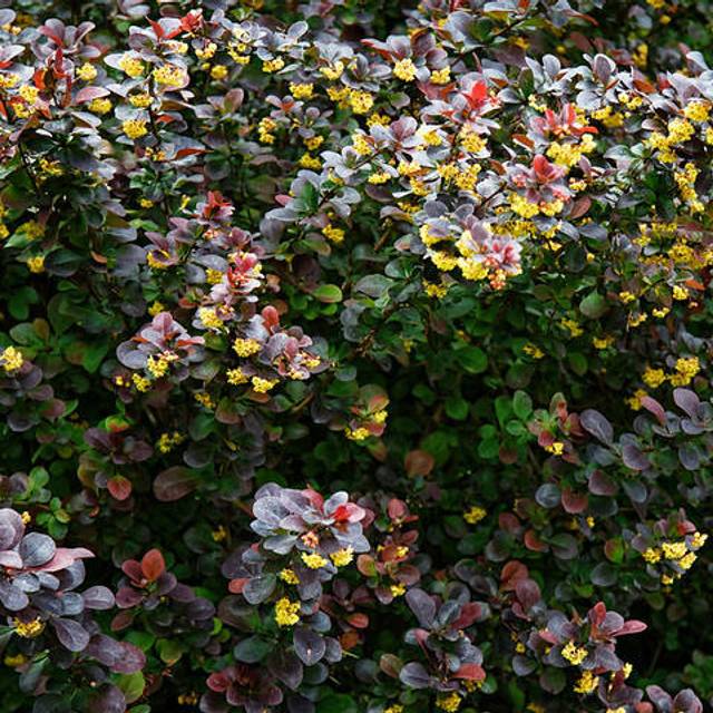 Berberis ottawensis Auricoma