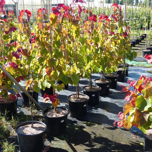 Cercis canadensis 'Eternal Flame' - conteneur de 15L en pépinière