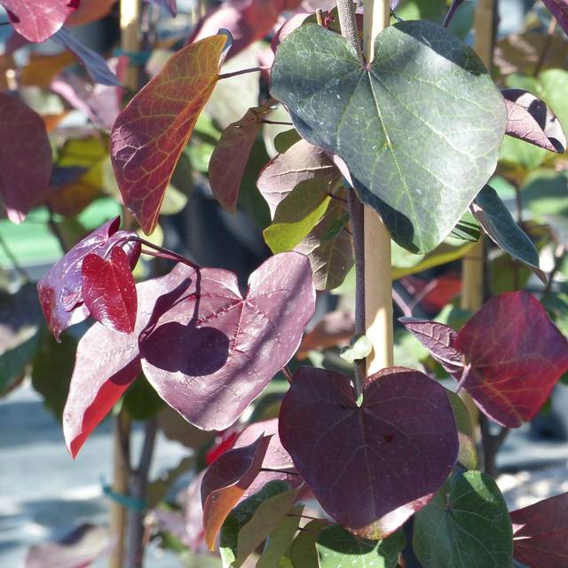 Cercis canadensis 'Merlot' - feuilles