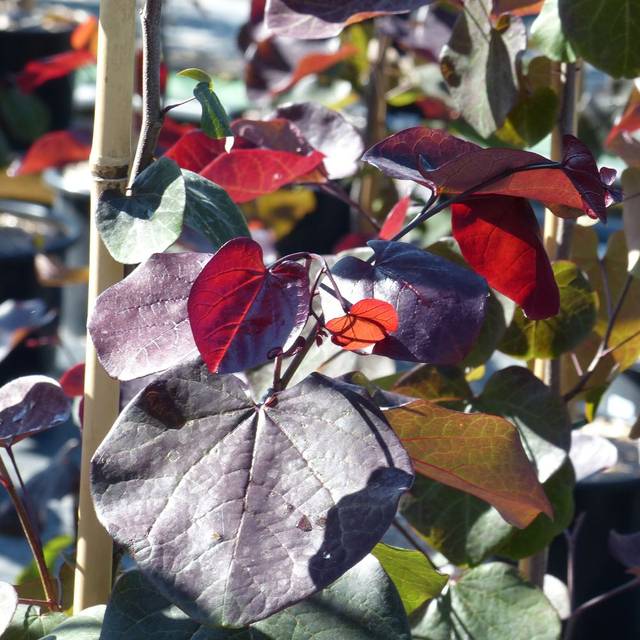 Cercis canadensis 'Merlot' - feuillage