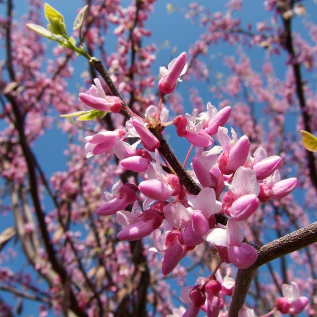 Cercis - floraison de printemps