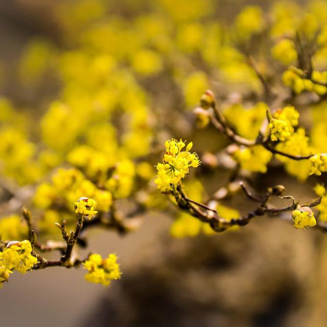 Cornus mas - fleurs - Image par Ilona Ilyés de Pixabay