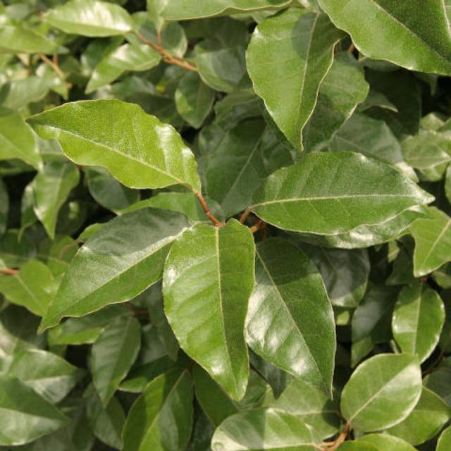 Elaeagnus ebbingei - feuillage