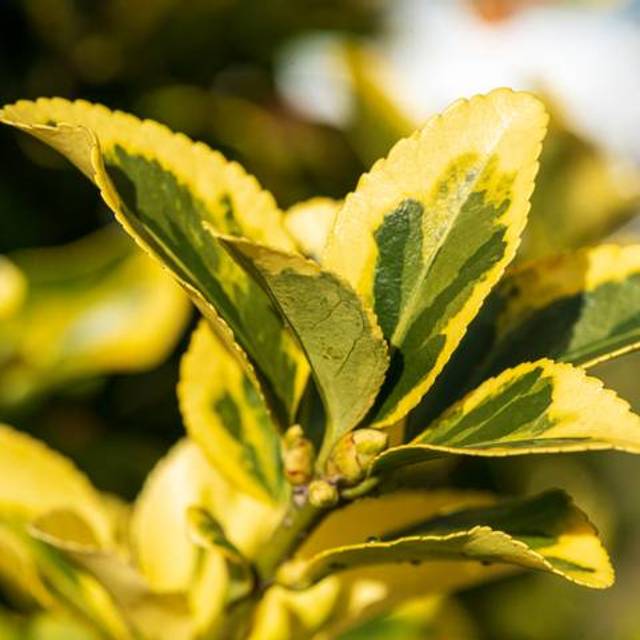 Euonymus japonicus Aureomarginatus - feuillage