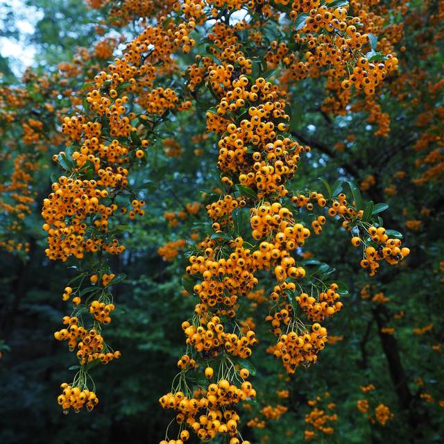 Pyracantha - baies jaunes - Image par Hans de Pixabay