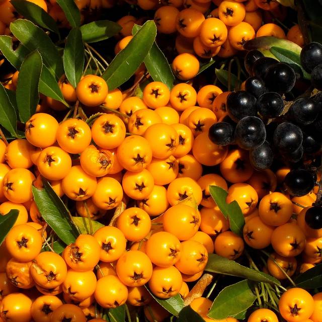 Pyracantha - gros plan baies jaunes - Image par Peter Schmidt de Pixabay 