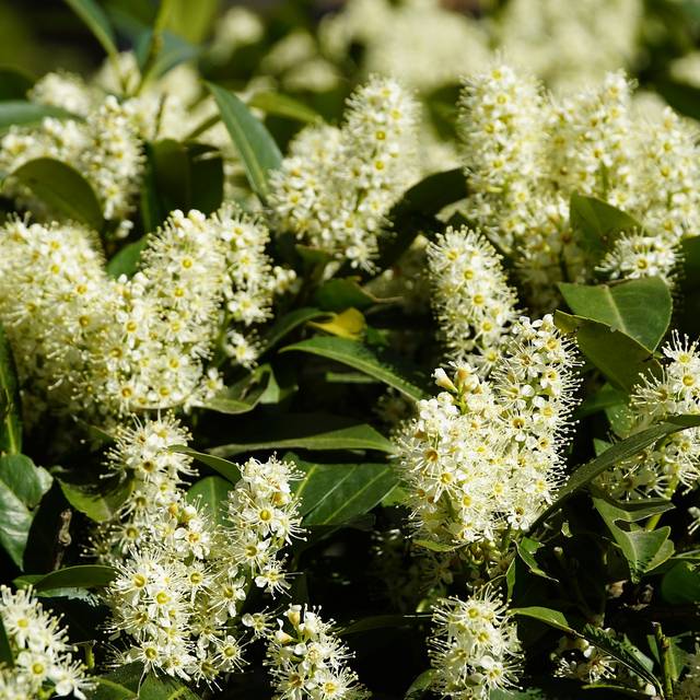 Prunus laurocerasus - fleurs - Image par jhenning de Pixabay 