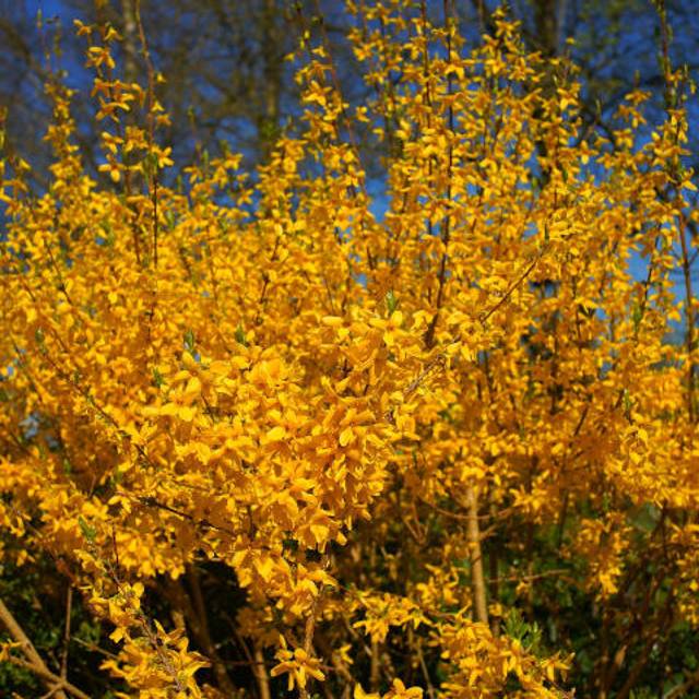 Forsythia en fleurs