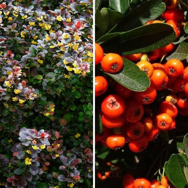 Kit haie défensive Mixte -  Pyracantha et Berberis