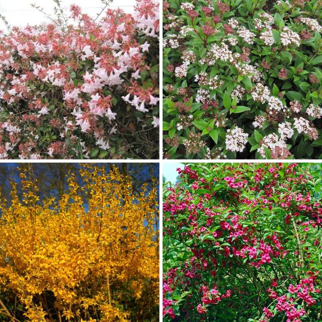Kit de haie fleurie à croissance rapide Abelia, forsythia, laurier