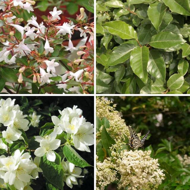 Kit de haie parfumée - Abelia, Philadelphus, Ligustrum et Elaeagnus
