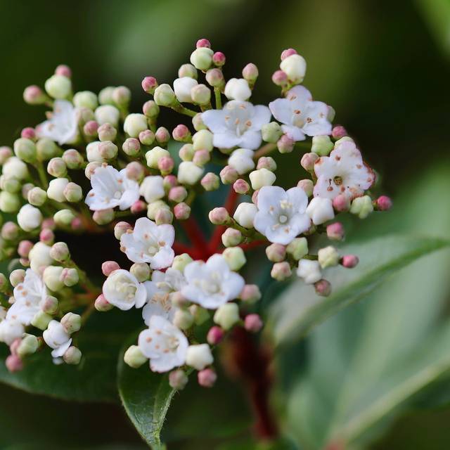 Viburnum tinus - fleurs - Image par Annette Meyer de Pixabay 