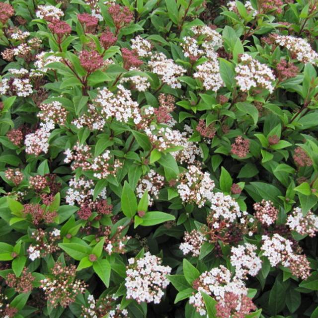 Viburnum tinus
