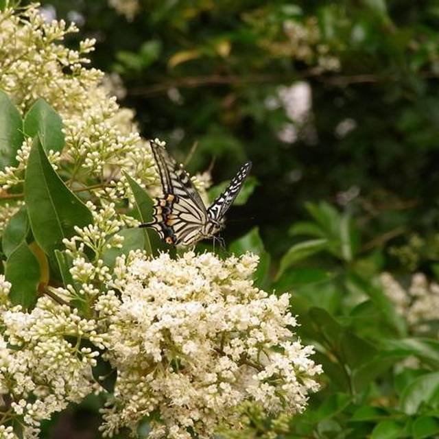 Ligustrum japonicum - en fleurs