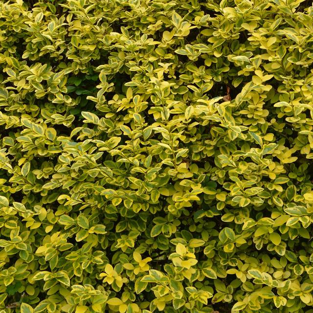 Ligustrum ovalifolium Aureum - haie - Image par JackieLou DL de Pixabay 