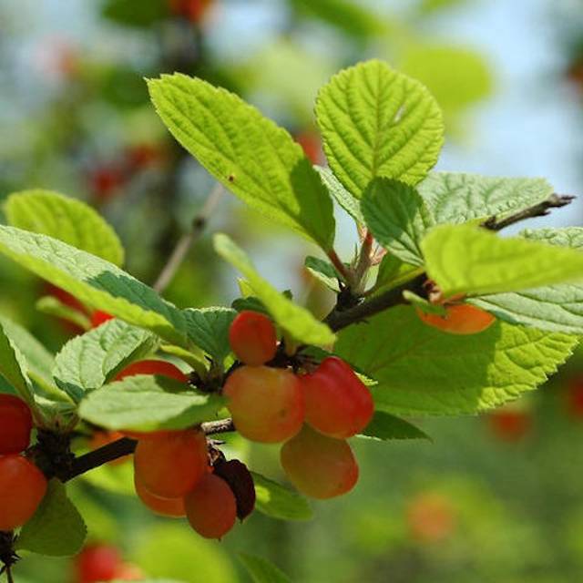 Prunus tomentosa - fruits