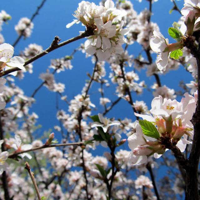 Prunus tomentosa - fleurs