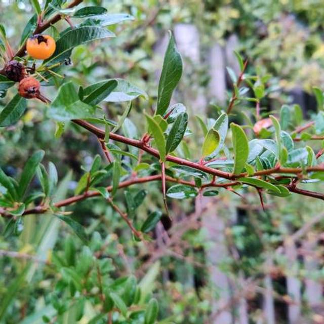Épines de pyracantha