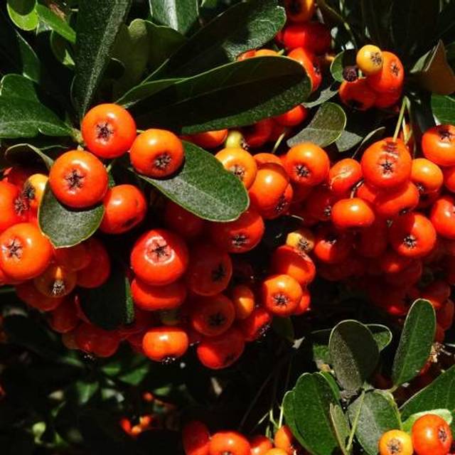Pyracantha Saphyr Orange