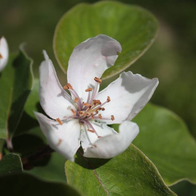 Cognassier - fleurs - Image par sternbea de Pixabay 