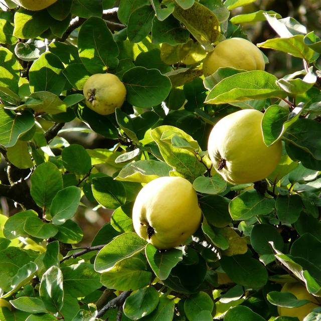 Coings dans l'arbre - Image par Hans de Pixabay 