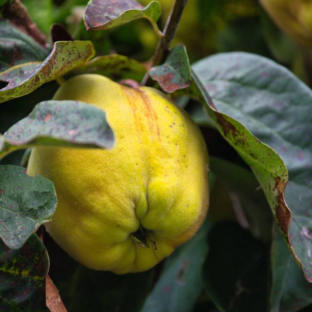 Coings - Image par Juncala de Pixabay 