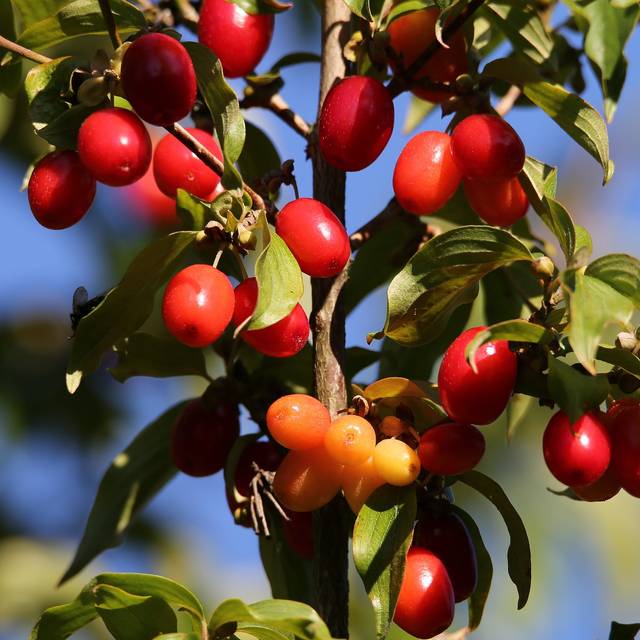 Cornus mas - baies - Image par Goran Horvat de Pixabay 