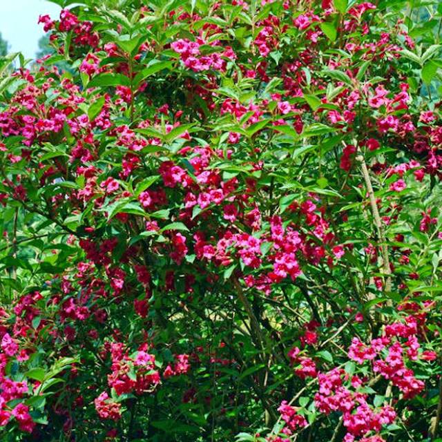 Weigela Bristol Ruby en fleurs