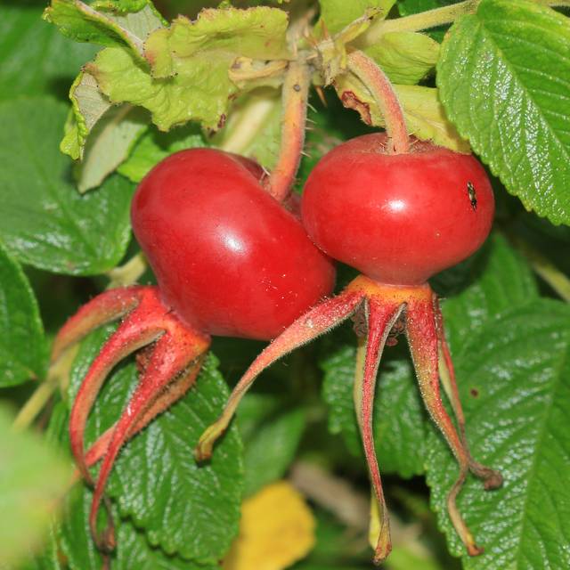 Rosa rugosa - Fruits - Flickr - S. Rae