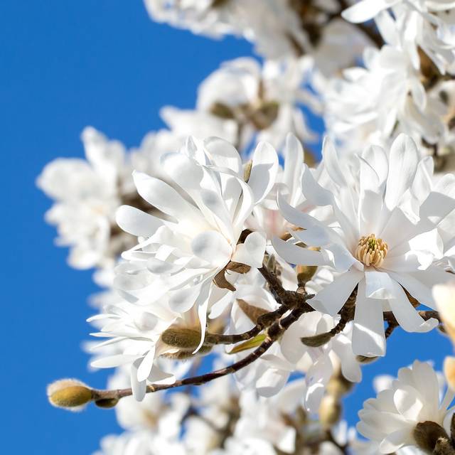 Magnolia stellata - Fleurs - Sheila Sund - Flickr