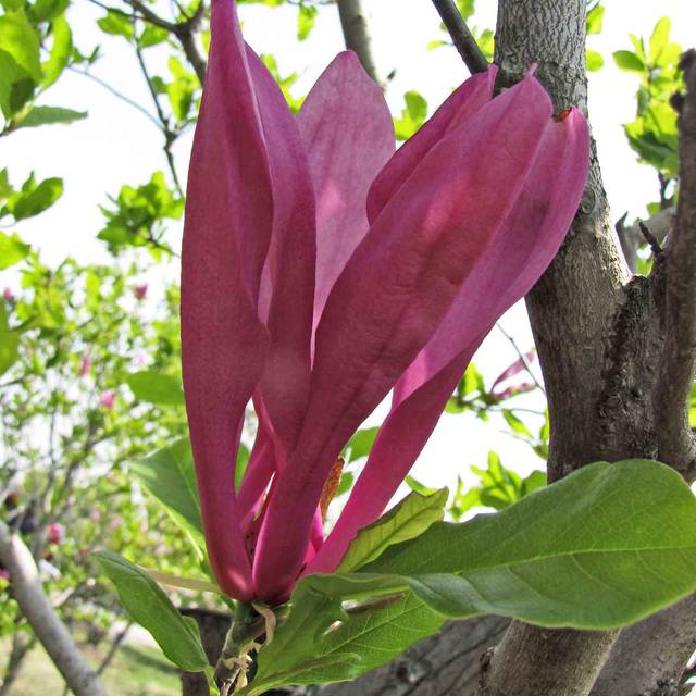 Magnolia 'Susan' - Flickr