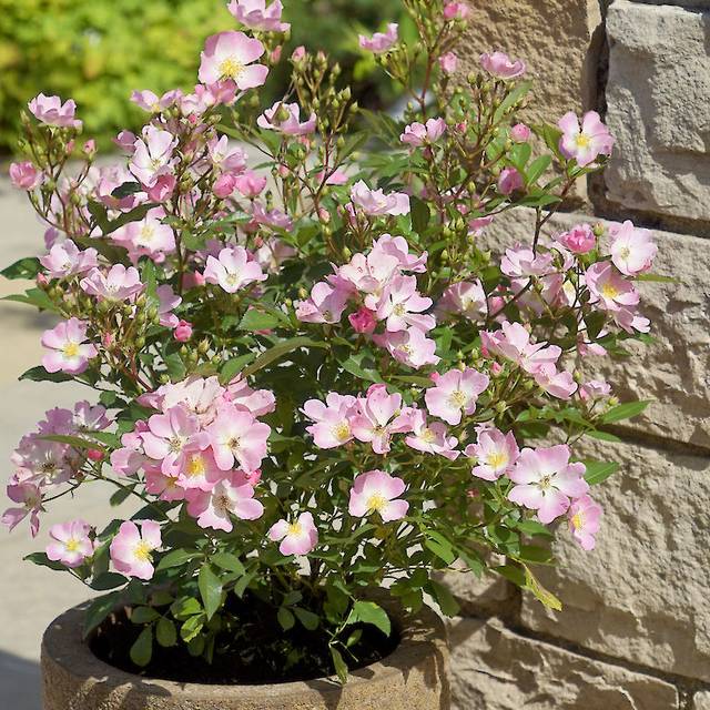 Rosier Rosanatura 'Rosea' - ©VERDIA