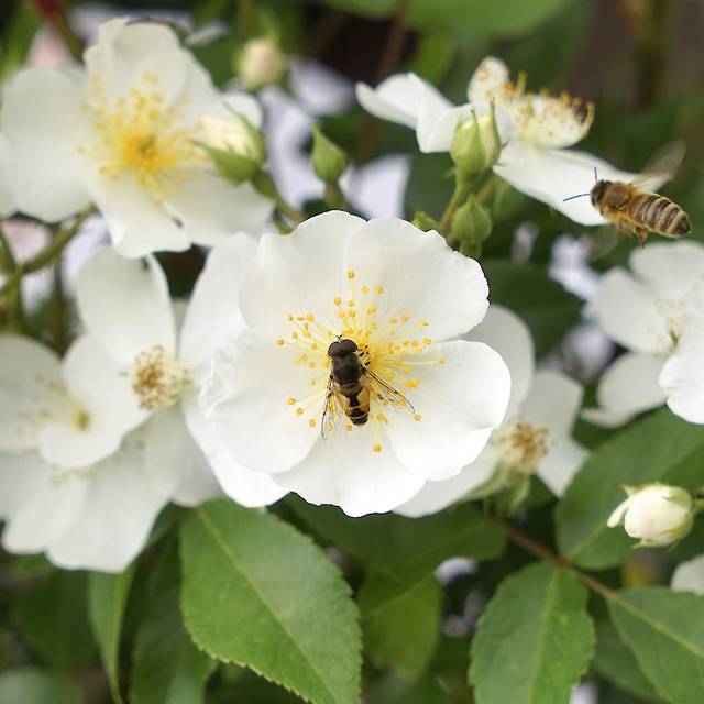 Rosier Rosanatura 'Alba' - Fleurs - ©VERDIA