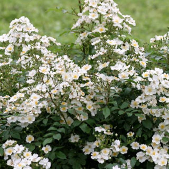 Rosier Rosanatura 'Alba' - ©VERDIA