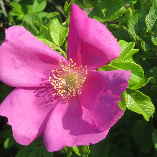 Rosa rugosa - Flickr -Andreas Rockstein