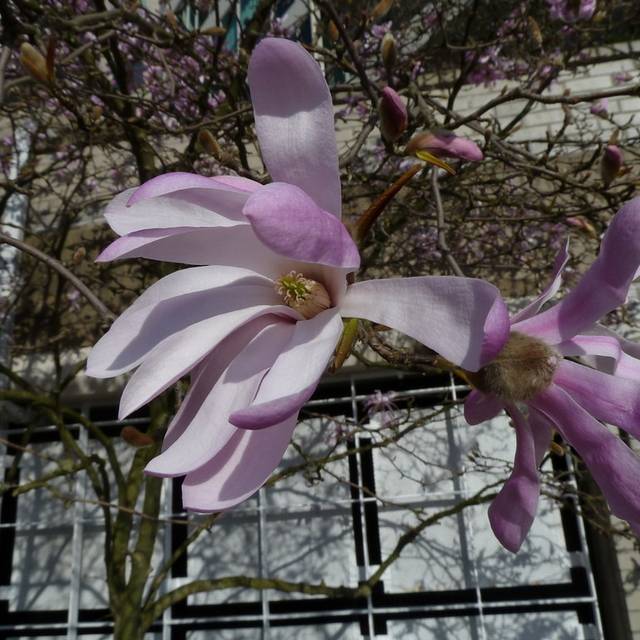 Magnolia loebneri 'Leonard Messel' - Fleurs - Wendy Cutler - Flickr