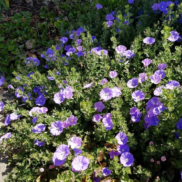 Convolvulus sabatius - couvre-sol - Flickr - Plant Right