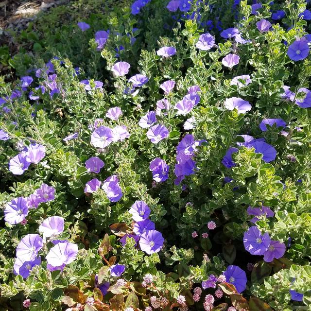 Convolvulus sabatius - fleurs - Flickr - Plant Right